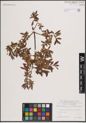 Foto von Salix eleagnos Scop. x Salix waldsteiniana Willd.